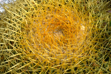 Echinocactus grusonii, Coussin Belle-mère