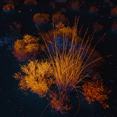 Desert Flora in Twilight: An aerial view showcases desert plants and grasses bathed in the magical hues of twilight, with an interplay of warm and cool tones.