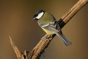 Adult male Eurasian Great Tit (Parus major) perching on a branch