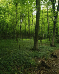 Green spring forest with lush foliage. Dark forest with beams of light coming from above.