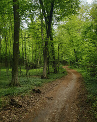 Curvy path in green spring forest. Footpath turning left in dark woods.