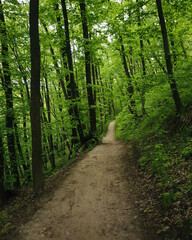 Downhill path in green spring forest. Straight footpath in dark woods.