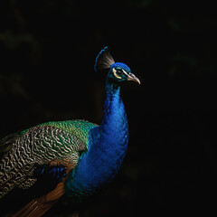 Naklejka premium Peacock in Shadows: A stunning peacock displaying its vibrant plumage and elegant silhouette against a dark background, captured in dramatic lighting, highlighting its iridescent blues and greens.