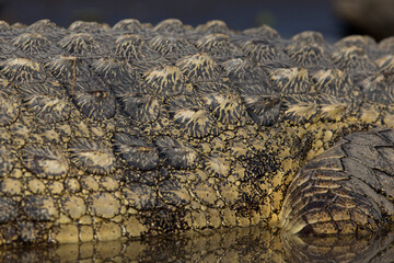 Closeup of the scales of a Nile crocodile (Crocodylus niloticus) at Lake Chamo in Ethiopa