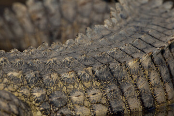 Closeup of the scales of a Nile crocodile (Crocodylus niloticus) at Lake Chamo in Ethiopa