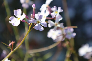 Delicate purple flowers. High quality photo