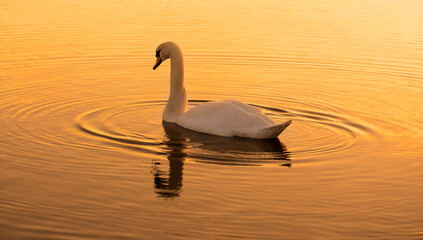 swan on the lake