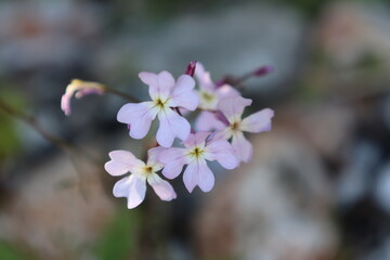 Delicate purple flowers. High quality photo