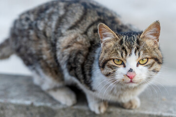 Fototapeta premium ‌A sweet little cat,close-up