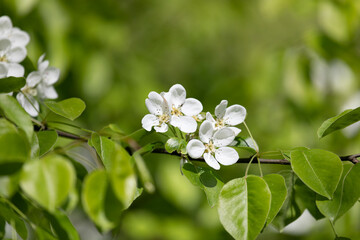 Branch of the blossoming pear tree against the blue sky