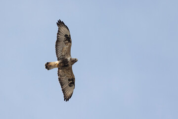 An adult Rough-legged buzzard flies against the sky
