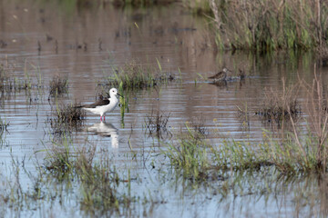 Black-winged Stilt (Himantopus hymantopus) close up