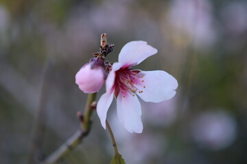Pink blossoms branch. High quality photo