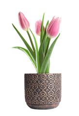 Beautiful pink tulips blooming in ceramic cachepot isolated on white