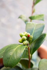 Closeup of a vibrant green plant with lush leaves and red berries