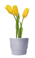 Beautiful yellow tulips blooming in ceramic cachepot isolated on white