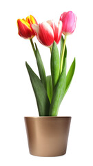 Beautiful colorful tulips blooming in ceramic cachepot isolated on white