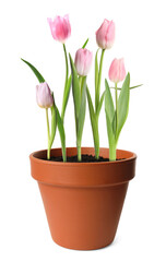 Beautiful pink tulips blooming in ceramic cachepot isolated on white