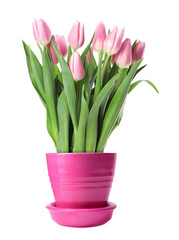 Beautiful pink tulips blooming in ceramic cachepot isolated on white