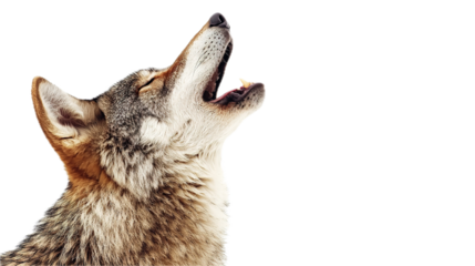 Coyote howling in the wilderness north america animal photography snowy environment close-up viewpoint wild nature concept