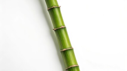 Fototapeta premium Single Bamboo Stem on White Background