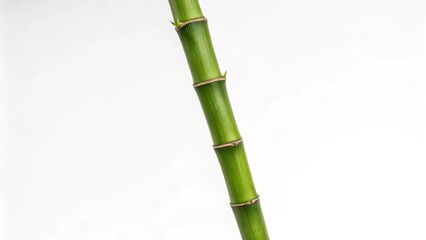 Fototapeta premium Single Bamboo Stem on White Background