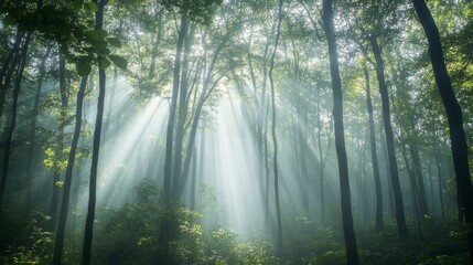 Obraz premium Sun rays pierce through a tranquil forest, casting ethereal light and shadows, creating a peaceful and enchanting ambiance.