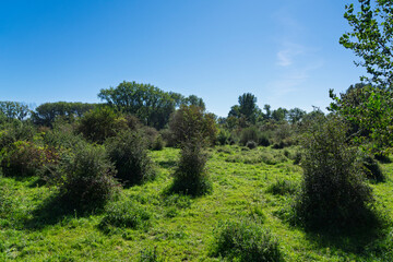 Obraz premium Bislicher Insel Nature Reserve, Xanten, Germany