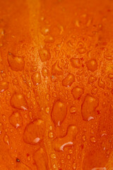 orange pumpkin with sweet flesh