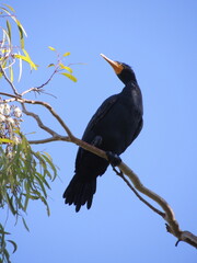 A cormorant sits high above in a tree.