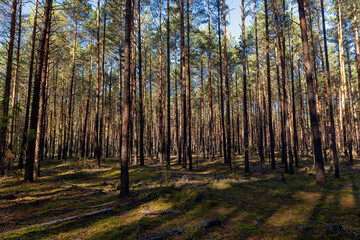 autumn mixed forest with different types of trees and shrubs with moss in the autumn season