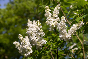 a spring park with blooming white lilac flowers in the spring season