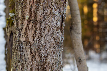 Bark of a tree with moss in the forest