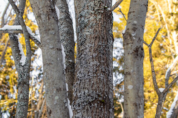 Gray lichen on the bark of a tree in a winter or spring forest. Natural. Fungus on the bark