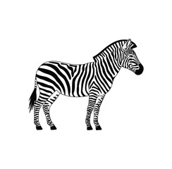 Black and White Zebra Vector Illustration – Animal Silhouette on White Background