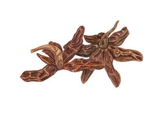 Two dried star anise spice watercolor illustration isolated background. Aromatic delicious textured badian plant for medicine, food, Xmas drink. Ingredient for cooking winter recipe