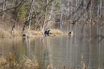 Blue Heron in Flight