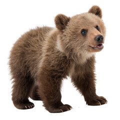 Obraz premium baby bear photo png, transparent background