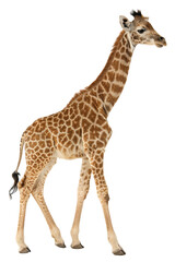 Naklejka premium giraffe photo png, transparent background
