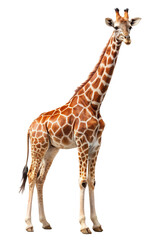 giraffe photo png, transparent background