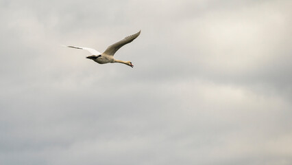 Fototapeta premium wild life inside the Po River Lagoon during the winter season, Rovigo, Italy
