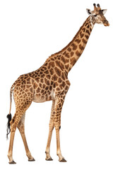 Naklejka premium giraffe photo png, transparent background