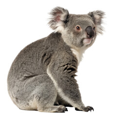 Fototapeta premium koala photo png, transparent background