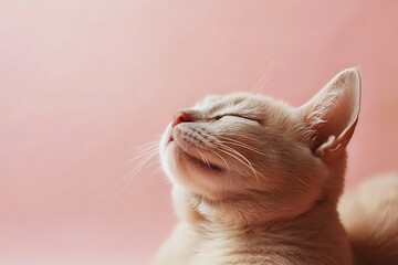 Serene white cat on a pink background