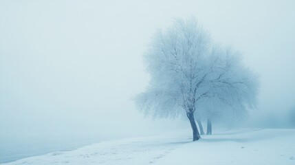 A serene winter landscape with frost-covered bare trees standing in a sea of white, creating an atmosphere of silence and purity.