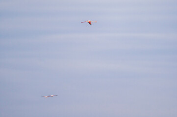 wild life inside the Po River Lagoon during the winter season, Rovigo, Italy