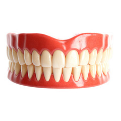 Fototapeta premium 3d model of human gums isolated on transparent background