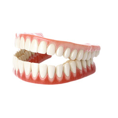 3d model of human gums isolated on transparent background