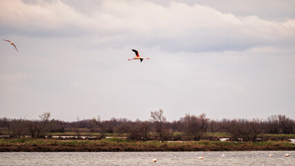 wild life inside the Po River Lagoon during the winter season, Rovigo, Italy