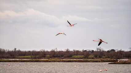 wild life inside the Po River Lagoon during the winter season, Rovigo, Italy
